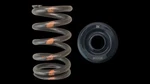Brian Crower BC0600S Valve Springs Steel Retainers For Subaru EJ20 EJ25 Wrx Sti. Fixed Price $195.00.